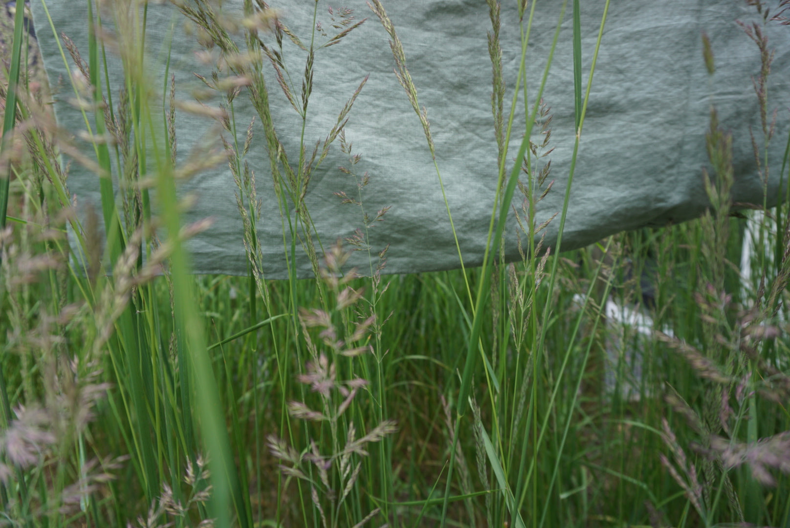 From Flax to Fabric: The Journey of European Flax into French Linen